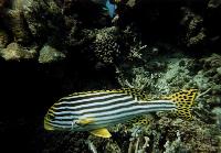 Ein Fisch frisch aus dem Knast, geknipst am Hausriff beim Schnorcheln