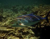 [Aufgenommen beim Schnorcheln am Hausriff]