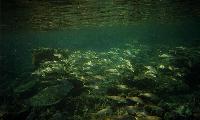 Ein gr&ouml;sserer Fischschwarm am Hausriff