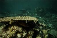 Zwei Fische verstecken sich unter der Sichtschutz spendenden Koralle