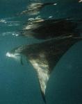 [Ein Manta, fotografiert beim Schnorcheln nach dem Tauchgang]