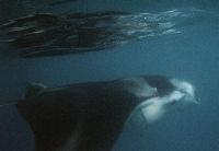 Ein Manta, fotografiert beim Schnorcheln nach dem Tauchgang