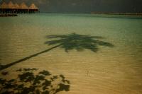 Eine grosse Palme wirft ihren Schatten ins flache Wasser am Strand von Velidhu. Im Hintergrund die Wasserbungalows